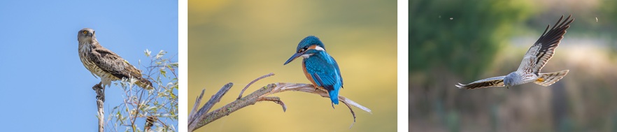 Oiseaux de la Piège