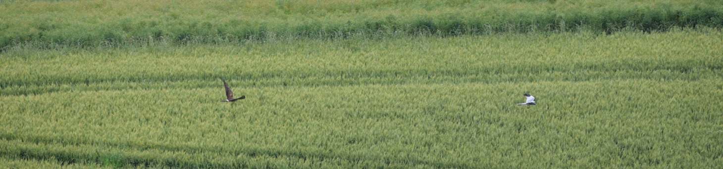 Busards en vol (c) Clara Ferrari