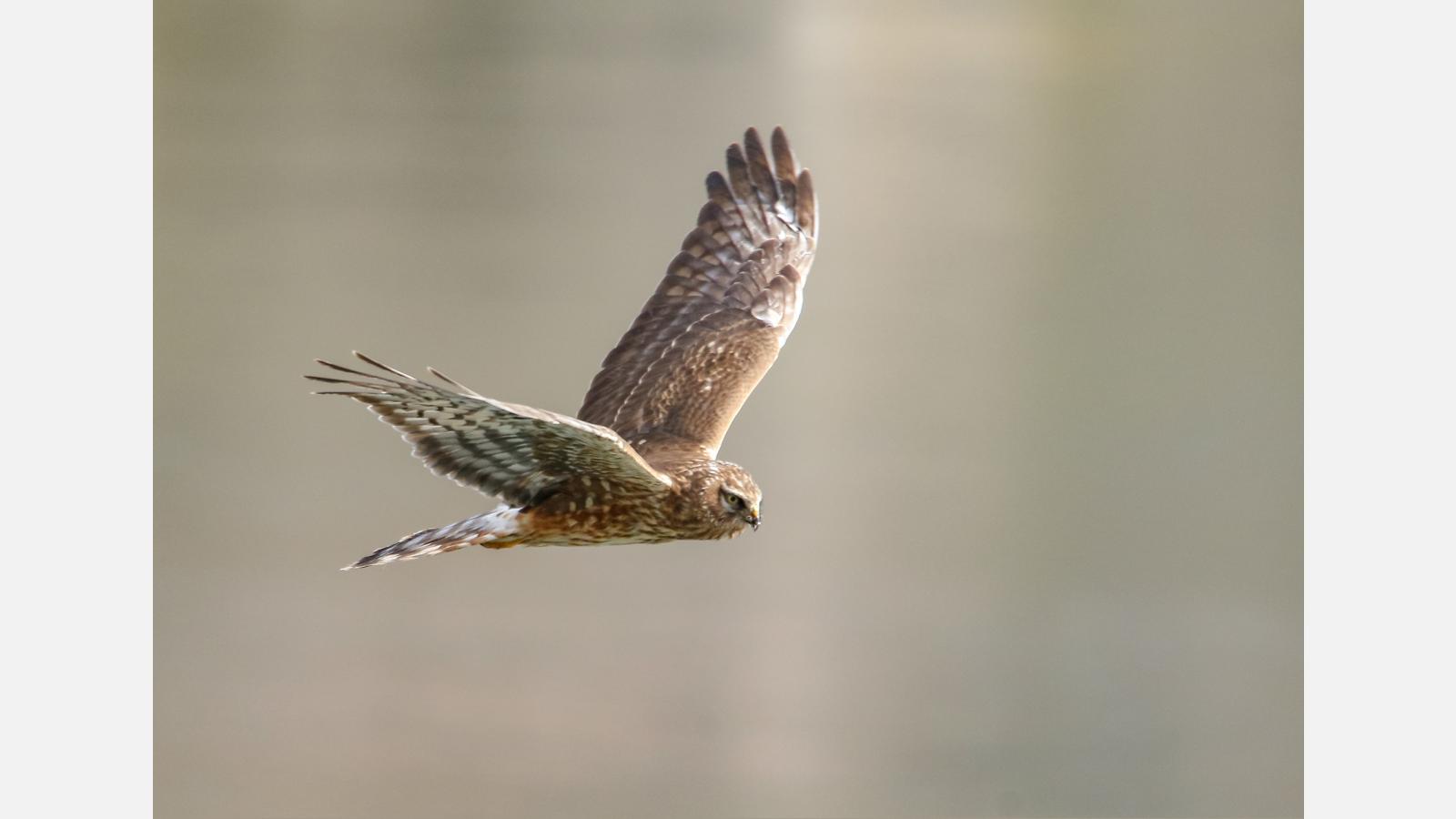 Busard St-Martin femelle © Imran Shah