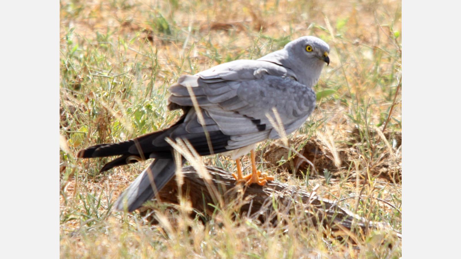 Busard cendré mâle © Donald Macauley