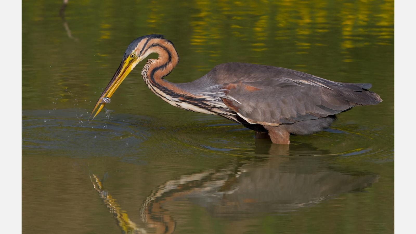 Héron pourpré © Pierre Dalous