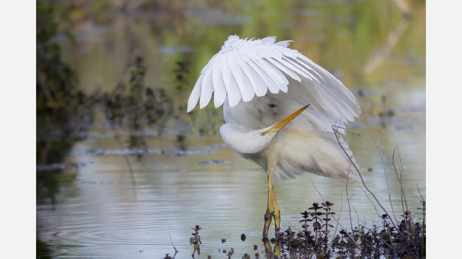 Grande aigrette (c) Bruno Wallemme