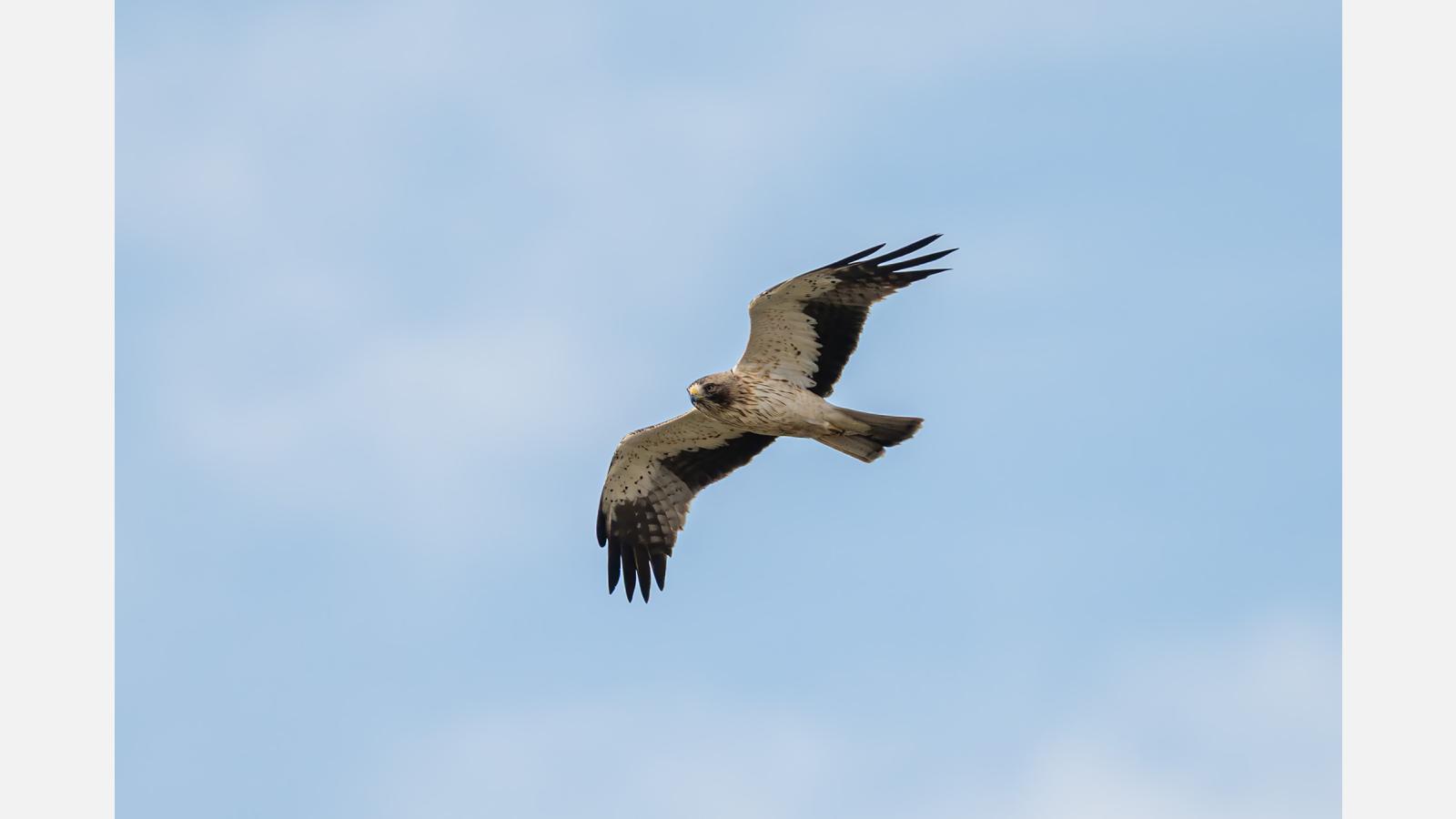 Aigle botté (c) Bruno Wallemme
