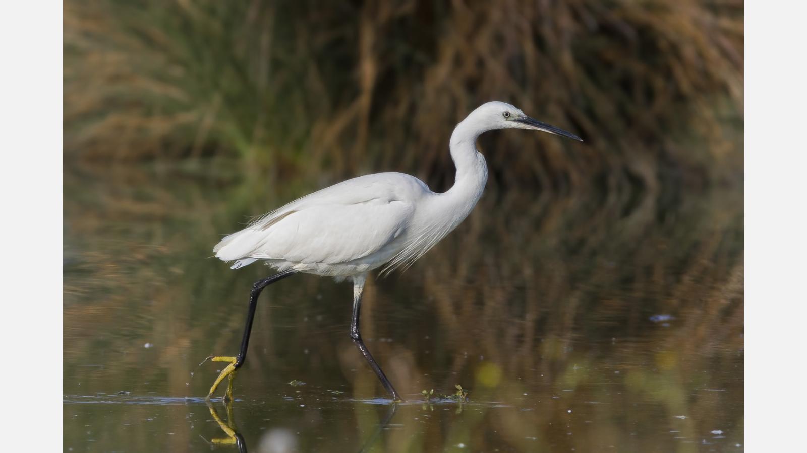 Aigrette garzette (c) Bruno Wallemme