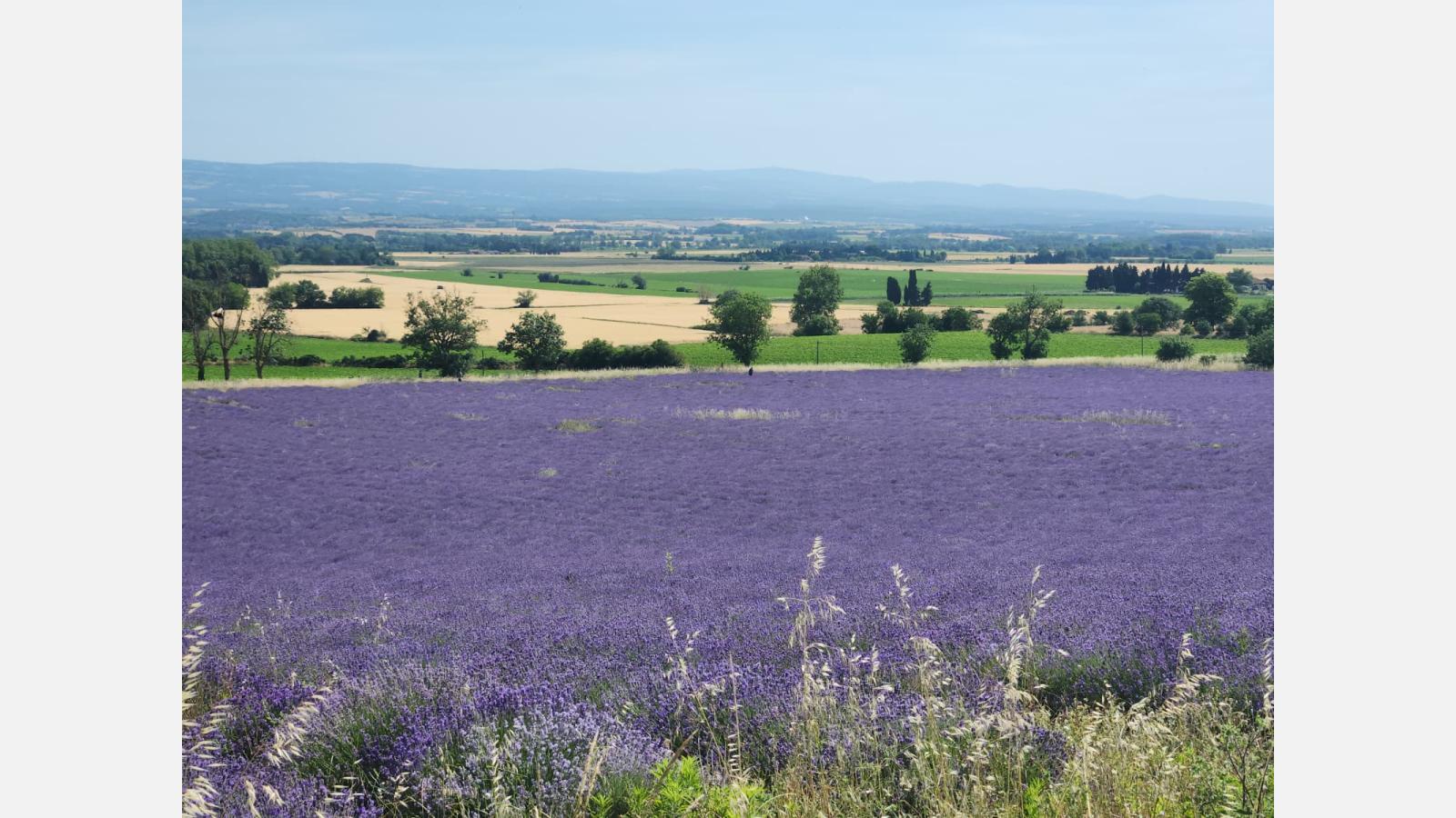 Champs de lavande Collines de Besplas